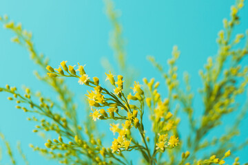 ソリダゴの黄色の花と蕾を青背景でマクロ撮影04
