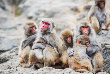 Fototapeta premium Short-tailed macaques at Bala Monkey Mountain in Fengshan County, Hechi, Guangxi