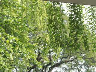 Beautiful tree in the mountains and forest. Some people are hiking in the middle of the forest, with a very beautiful and amazing view of the trees.