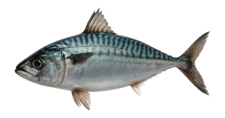 Fresh mackerel fish on a white background.