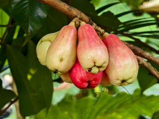 The Rose Apple Plant or Jambu Air provides fiber, vitamins, and healthy fruit