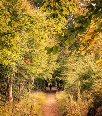 autumn in the forest