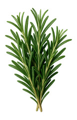 Fototapeta premium Fragrant rosemary sprigs.