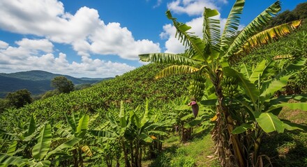 Obraz premium Lush Green Banana Plantation on a Hillside.