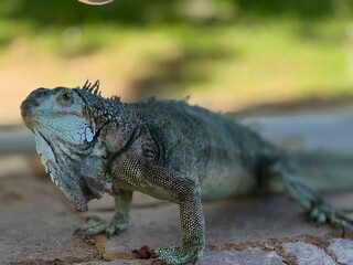 galapagos land iguana