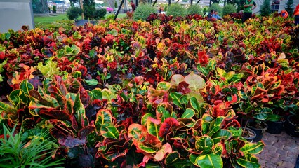 A Feast of Colors: Vibrant Croton Plants