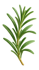 Fototapeta premium Sprig of rosemary.