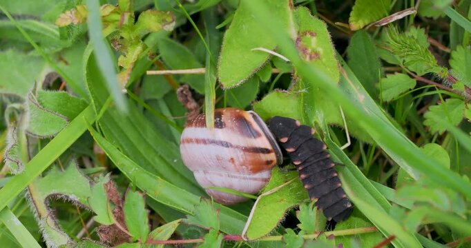 Glow Worm Larvae Feeding on a Snail