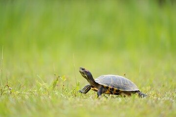 Fototapeta premium photograph of a Japanese pond turtle resting calmly on a natural stone surface surrounded by soft grass.