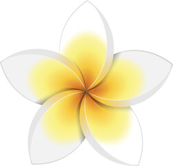 Illustration of White Plumeria Flowers Clipart