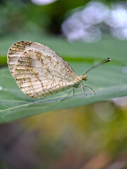 Close-up of Leptosia nina butterfly (Psyche) resting on a leaf. shallow depth of field. Edited