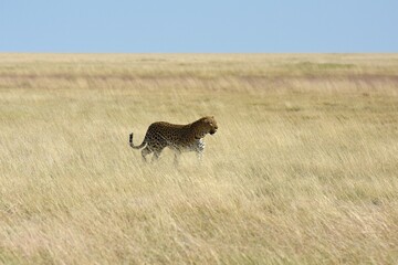 Leopard (panthera pardus) im Etoscha Nationalpark in Namibia