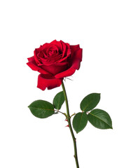 Single crimson rose against black