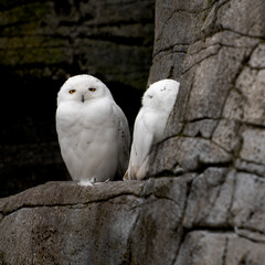 Majestic Snowy Owls in a Rocky Habitat