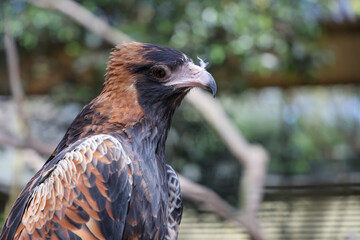 The black breasted buzzard is predator in nature at australia
