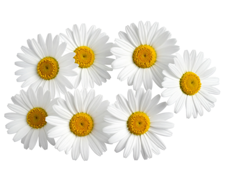 Close-up of seven white daisies, yellow centers,  arranged loosely