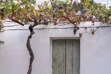 Pergola with grape vine on Crete in Greece, Europe