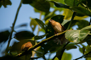 Scaly-breasted Munias Resting Among Green Foliage