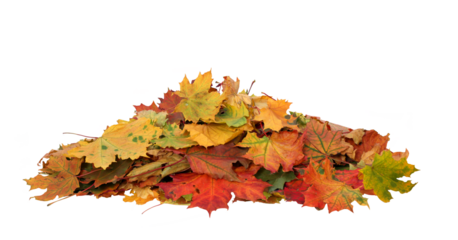 Pile of autumn maple colored leaves cut out
