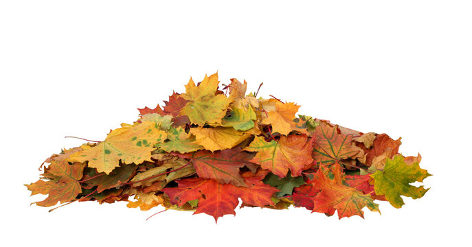 Pile of autumn maple colored leaves cut out
