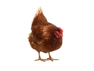 standing and sleeping chicken isolated on white background