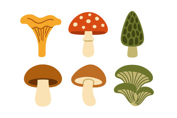 Collection of diverse edible and wild mushrooms including chanterelle, morel, and toadstool varieties