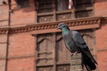 Rock Pigeon Resting on Traditional Temple Stone Carving