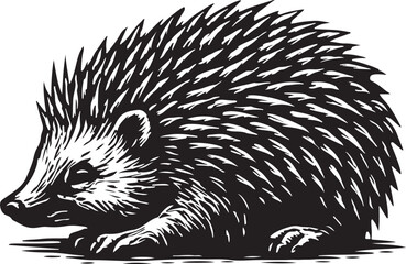 Detailed black and white woodcut illustration of a hedgehog with sharp quills facing left on a white background