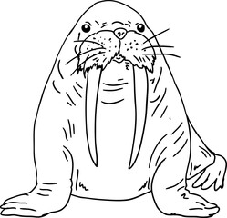sketch walrus