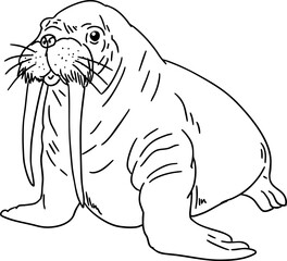 sketch walrus