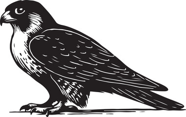 Detailed black and white illustration of a peregrine falcon perched and looking alert with sharp talons and detailed feathers
