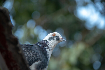 Close-up Portrait of a Speckled Pigeon with Orange Eye