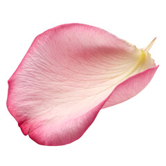 Beautiful pink rose petal resting softly  isolated on transparent background