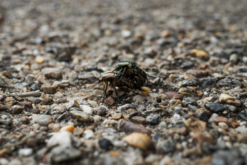 コガネムシの交尾