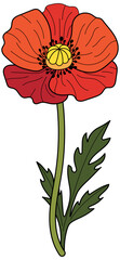 Poppy Flower Bloom