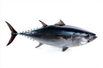 Fototapeta premium Full body isolated bluefin tuna with metallic sheen and streamlined shape on white background