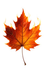 Fototapeta premium Burning leaf symbolizing autumn's fiery transition and nature's cycle.