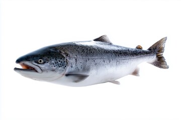 High resolution studio photograph of Atlantic salmon fish on white background, showcasing natural anatomy, aquaculture and food industry relevance