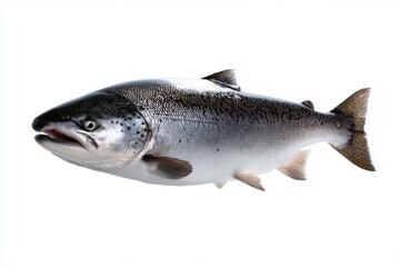 Obraz premium Full body studio shot of a male Atlantic salmon isolated on white background, detailed texture and natural coloration for seafood and marine illustration