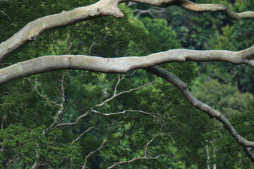  tree branches of tall tree in the forest