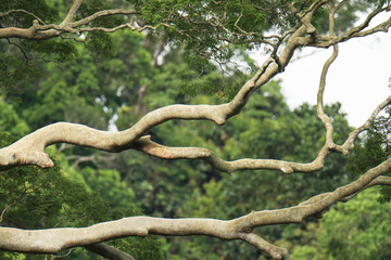 Fototapeta premium tree branches of tall tree in the forest