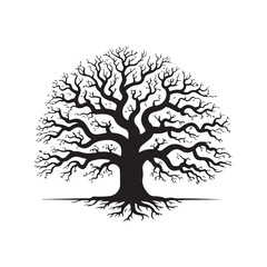 Fototapeta premium Silhouette of a large oak tree with exposed roots isolated on white background