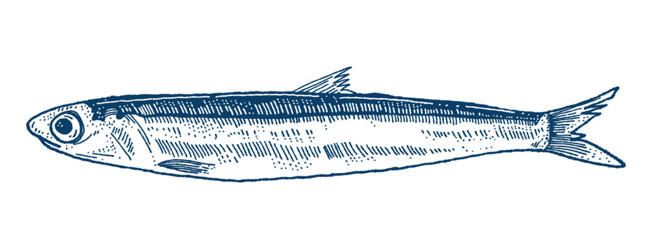 A hand-drawn illustration of an anchovy, showcasing its slender body, prominent eye, and detailed fins, rendered with blue and silver tones against a white background. Hand drawn engraving style.