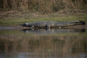 Gharial Crocodilian Resting Beside Water in the Wild