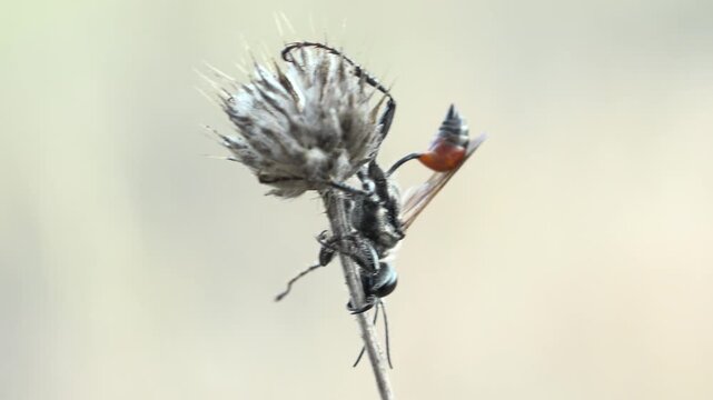 Digger Wasp Prionyx Nudatus 4K Macro Closeup Video