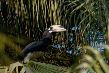Oriental Pied Hornbill Resting Among Palm Leaves