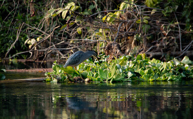 Black-crowned Night Heron Hunting in River Vegetation