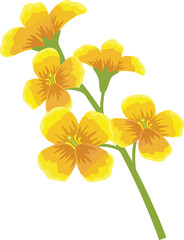 A cluster of yellow flowers on green stems against a white background