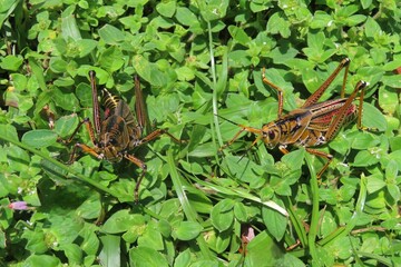 Big tropical grasshoppers on grass in Florida nature