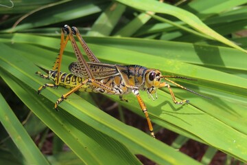 Tropical grasshopper on palmetto leaves in Florida nature, closeup